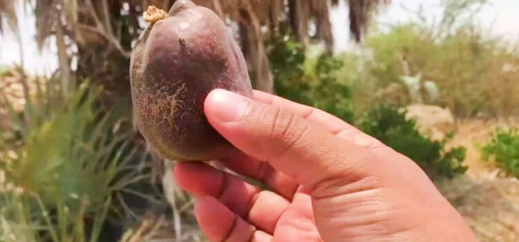 Buah Zuriat