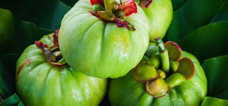 Garcinia atroviridis Asam Gelugur
