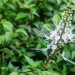 Kumis kucing untuk batu ginjal