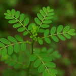 Meniran (Phyllanthus niruri)