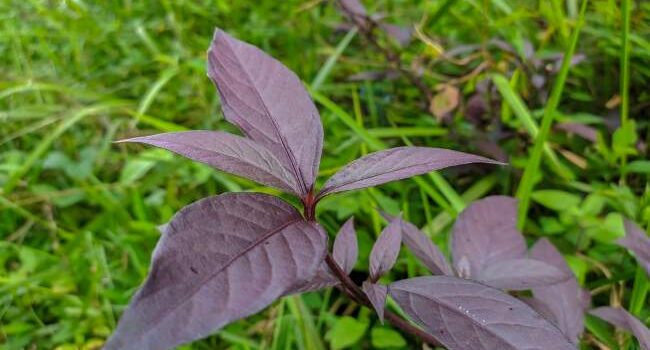 Daun Ungu (Graptophyllum pictum): Solusi Herbal Terpercaya untuk Wasir
