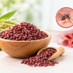angkak untuk DBD, angkak meningkatkan trombosit, manfaat angkak, angkak dan trombosit, beras ragi merah, herbal untuk trombosit, angkak untuk demam berdarah, angkak DBD.