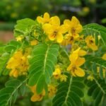 daun senna untuk sembelit