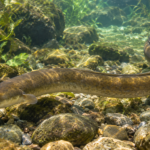 kandungan gizi ikan sidat, manfaat ikan sidat untuk anak, omega-3 ikan sidat, cara mengolah ikan sidat